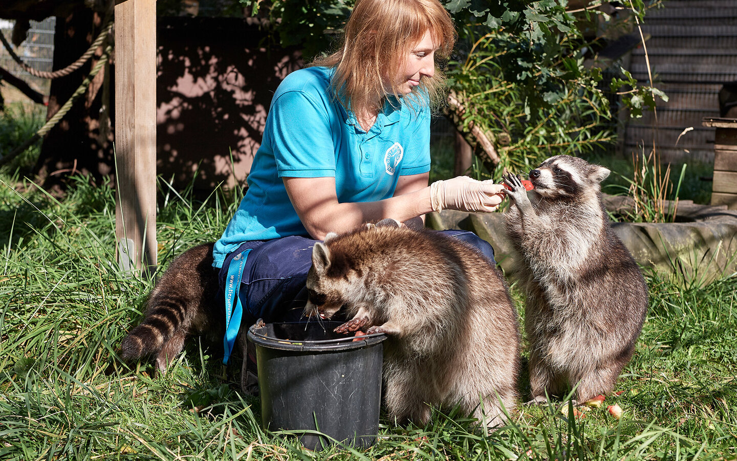 Tierpflegerin hockt im Tierschutzzentrum Weidefeld auf Wiese und füttert 3 Waschbären