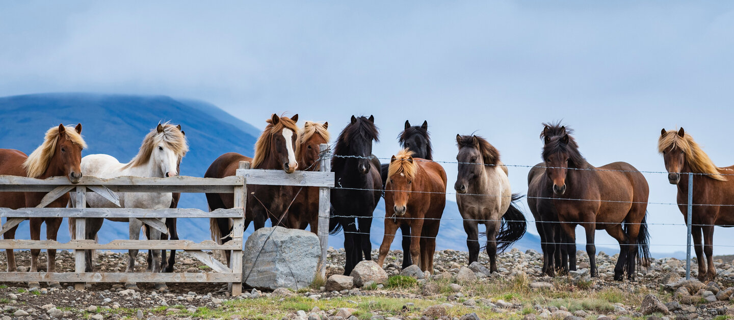 Herde Islandpferde stehen auf Weide vor Gatterzaun