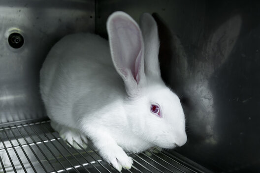Verängstigtes Kaninchen in Laborkäfig.