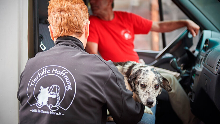 Mitarbeiter der Tierhilfe Hoffnung hilft Straßenhund ins Auto