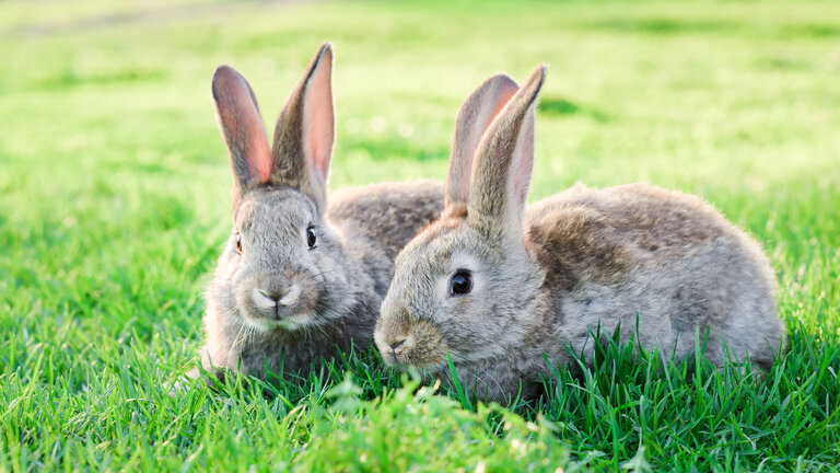 Zwei Kaninchen auf grüner Wiese