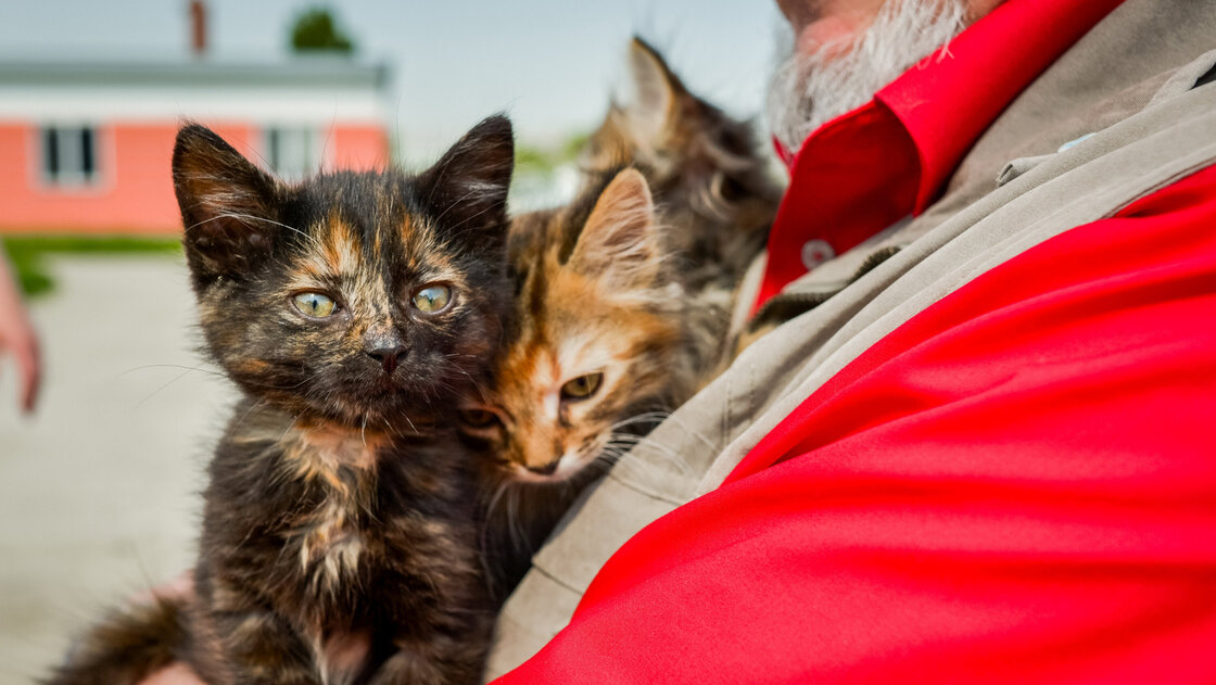 Katzen-Welpen auf dem Arm einer Person vor dem Tierschutzzentrum in Odessa