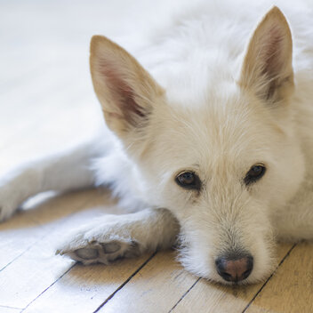 Weisser Mischlingshund liegt auf einem Holzfußboden und hat traurig die Schnauze über die Pfoten gelegt