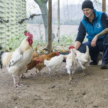 In einem weiltäufigen Gehege kümmert sich ein Tierpfleger um die Hühner