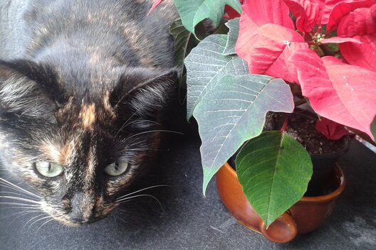 Katze sitzt neben für sie giftiger Weihnachtssternpflanze