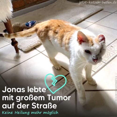 Kater Jonas war in einem schrecklichen Zustand, als er gefunden wurde. Der Besuch beim Tierarzt brachte schlechte...