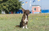Hund vor unserem Tierschutzzentrum in Odessa