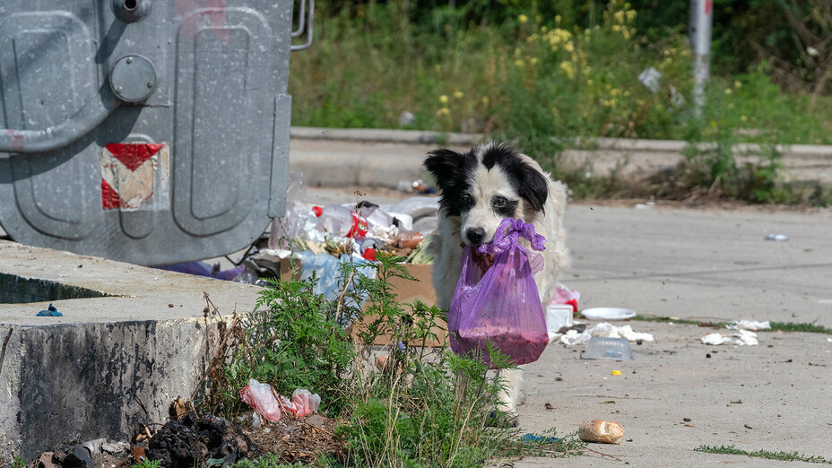 Straßenhund in Rumänien neben einem Müllcontainer