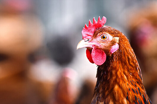 Portraitfoto eines Huhns