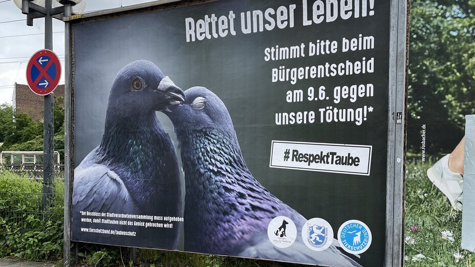 Foto des Kampagnenposters, das die Bürger Limburgs dazu aufruft, gegen die Tötung der Tauben im Limburg abzustimmen