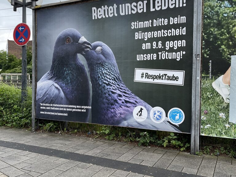 Foto des Kampagnenposters, das die Bürger Limburgs dazu aufruft, gegen die Tötung der Tauben im Limburg abzustimmen
