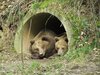 The brown bears Ronja and Mascha lie next to each other in the cave entrance.