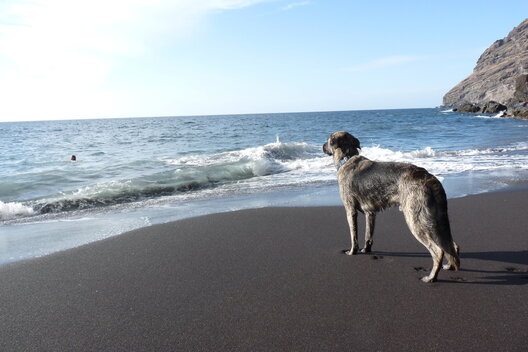 Ein Hund steht am Steinstrand und blickt raus aufs Meer