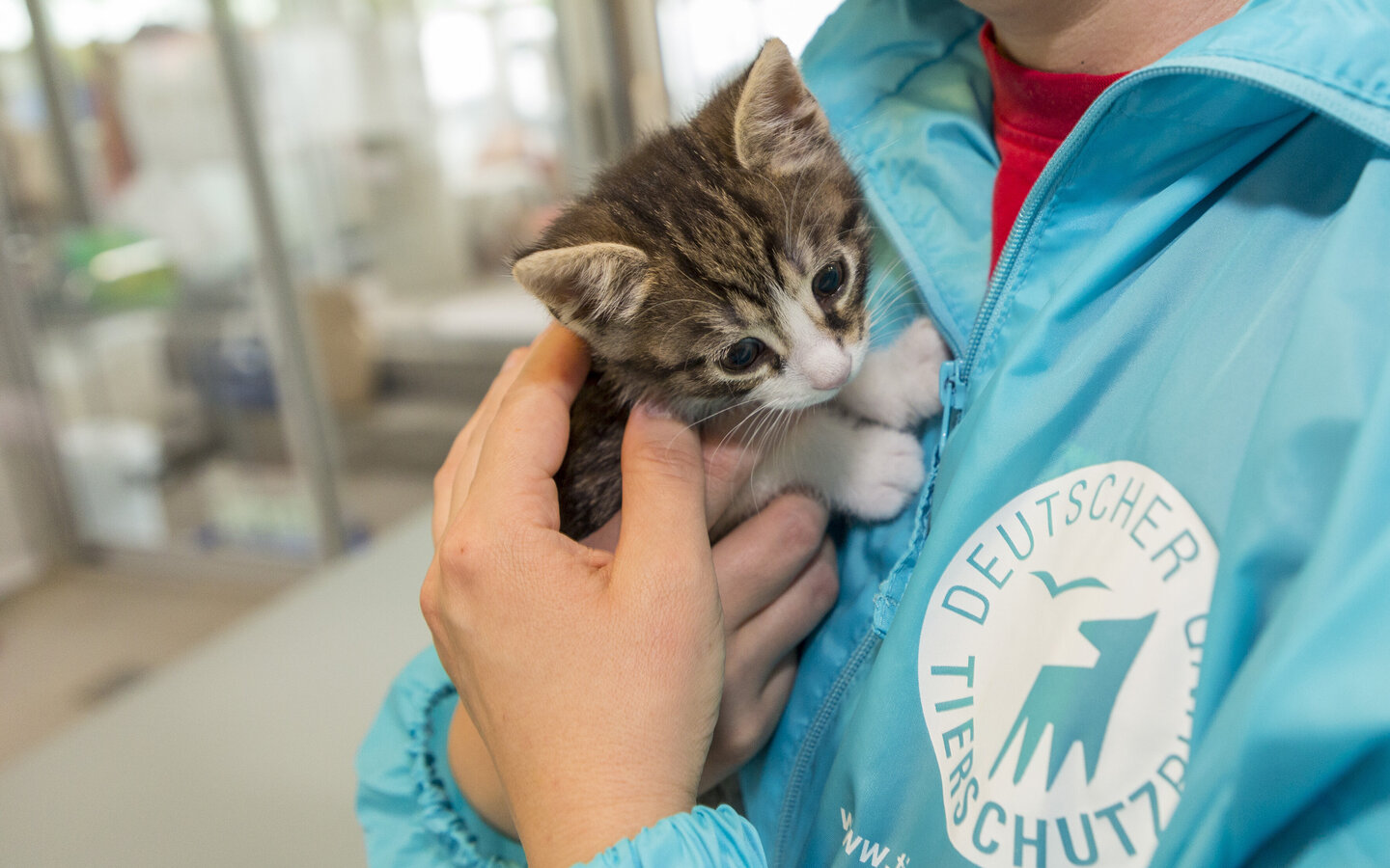 Kitten auf dem Arm von einer Person die eine Regenjacke mit dem Tierschutzbund Logo trägt.