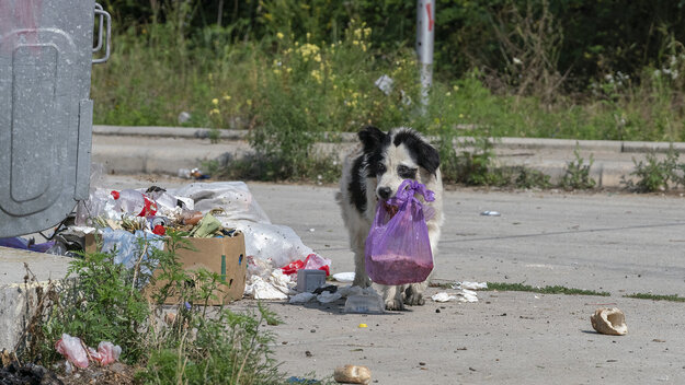 Neben einem Müllcontainer läuft ein Hund über die Straße und trägt im Maul eine Mülltüte