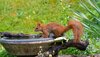 Ein Eichhörnchen sitzt in einem Garten vor einer Wasserschale.