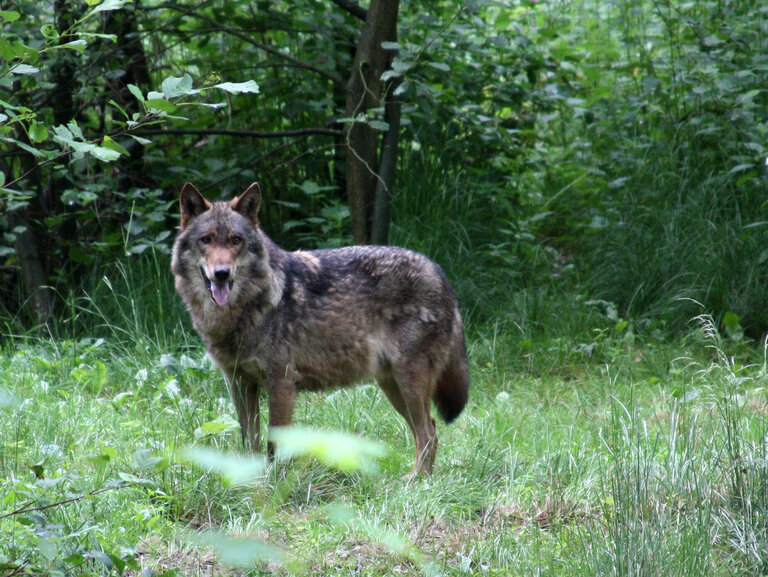 Ein Wolf steht im Wald