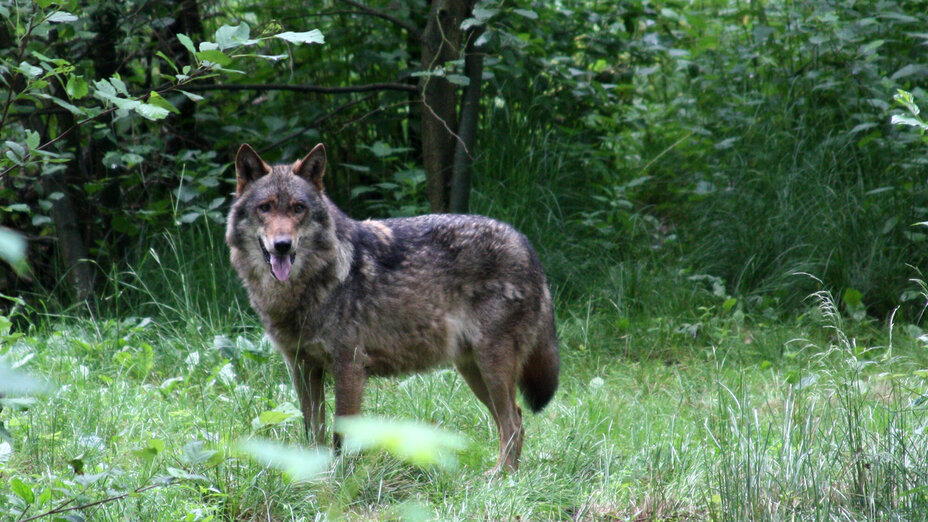 Ein Wolf steht im Wald