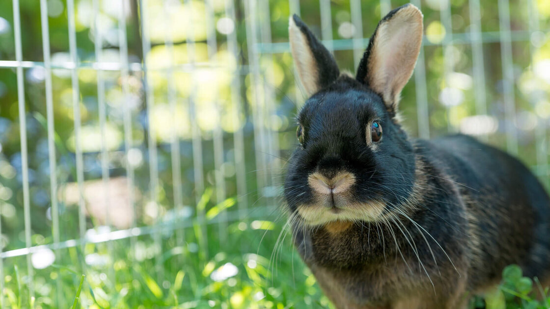 Kaninchen in einem Außengehege auf einer Gartenwiese