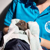 Tierpflegerin sitzt im Tierschutzzentrum Weidefeld mit Igel im Handtuch