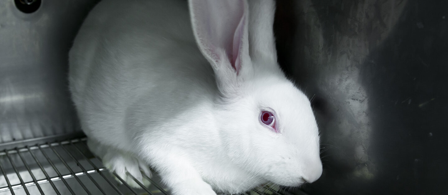 Verängstigtes Kaninchen in Laborkäfig.