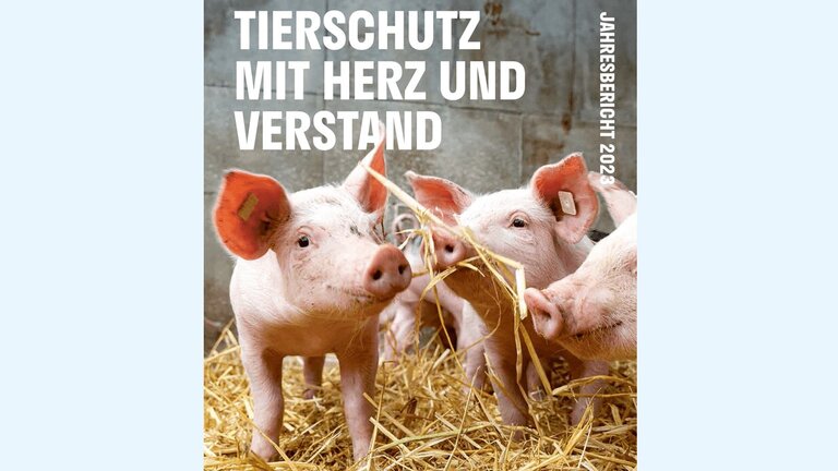 Cover des Jahresberichts 2021 des Deutschen Tierschutzbundes, auf dem eine getigerte Katze in Richtung Kamera über eine Straße läugt