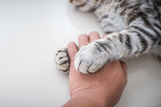 Eine graue Katze mit dunklen Färbungen umarmt mit ihren Vorderpfoten eine Hand