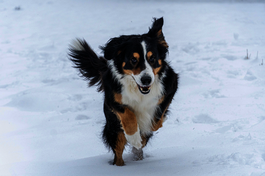 Ein Hund rennt durch den Schnee