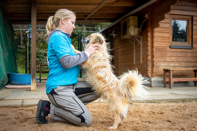 Tierpflegerin streichelt Hund.