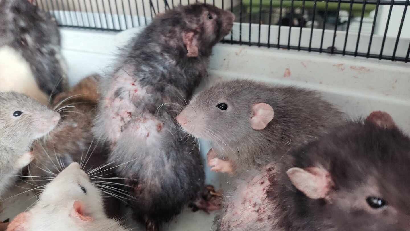 Mehrere Ratten aus einem Animal Hoarding-Fall. Sie weisen sichtbare Verletzungen auf.
