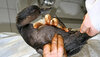 Verölter Seevogel wird im Tierschutzzentrum Weidefeld behandelt