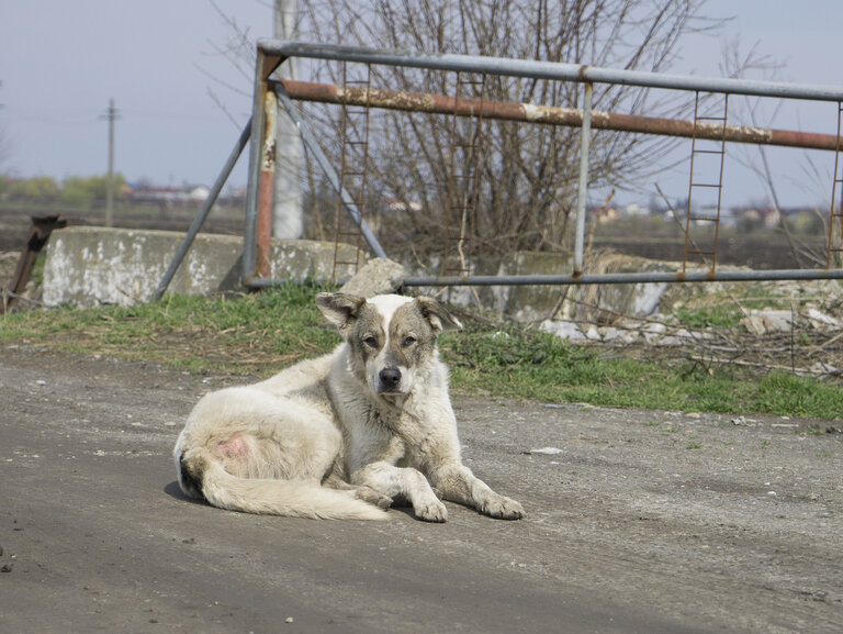 Dog lying on a street in Romania