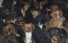 In a case of animal hoarding, countless dogs are crowded together in a dark room