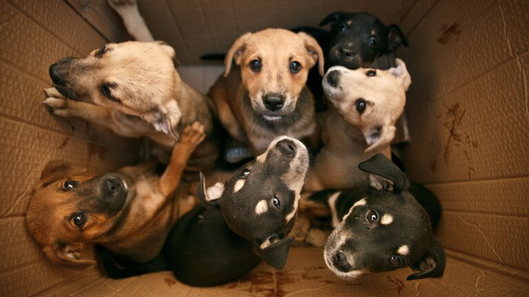 Sechs Hundewelpen schauen aus einem Pappkarton heraus