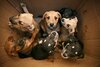 Sechs Hundewelpen schauen aus einem Pappkarton heraus