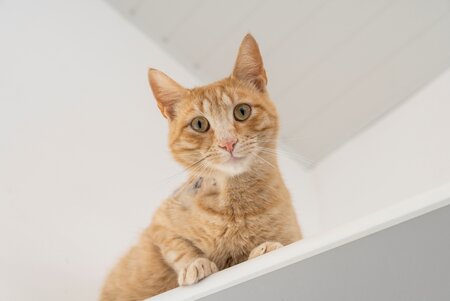 Eine rote Katze blickt von einem Regalbrett herab