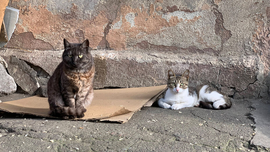 Zwei Straßenkatzen in der Ukraine