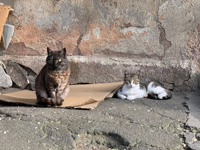 Zwei Straßenkatzen in der Ukraine