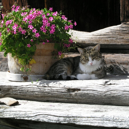 Cover der Broschüre "Bauernhofkatzen" mit Katze, die draußen neben einem Blumentopf liegt