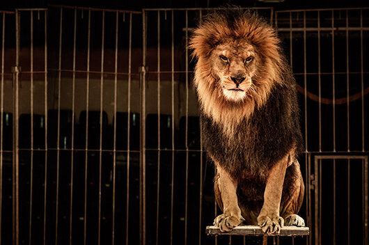 Ein Löwe sitzt in der Zirkusmanege hinter Gittern