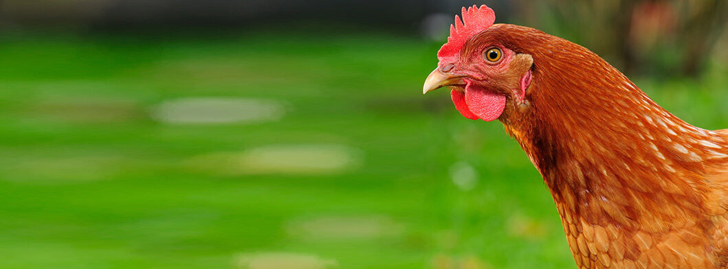 Seitenporträt von braunem Huhn, das auf Wiese steht