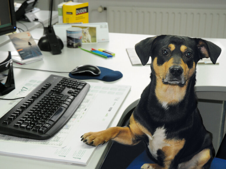 Bürohund Buddy sitzt am Schreibtisch