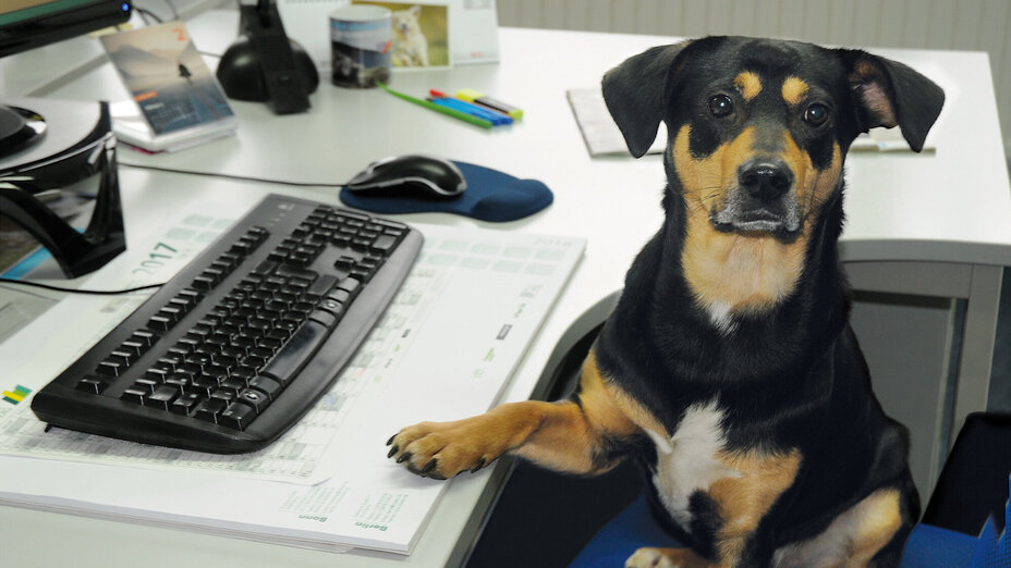 Bürohund Buddy sitzt am Schreibtisch