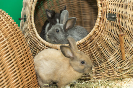 Zwei Kaninchen in uns neben einem Flechtkorb