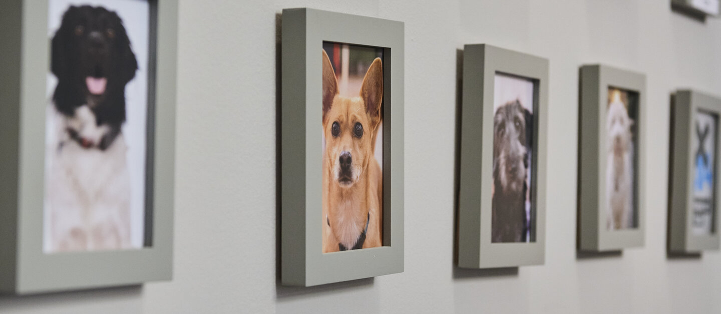 Hundefotos in Bilderrahmen an einer Wand