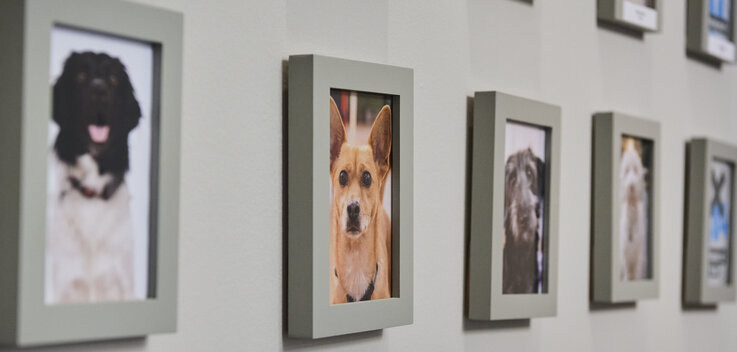 Hundefotos in Bilderrahmen an einer Wand