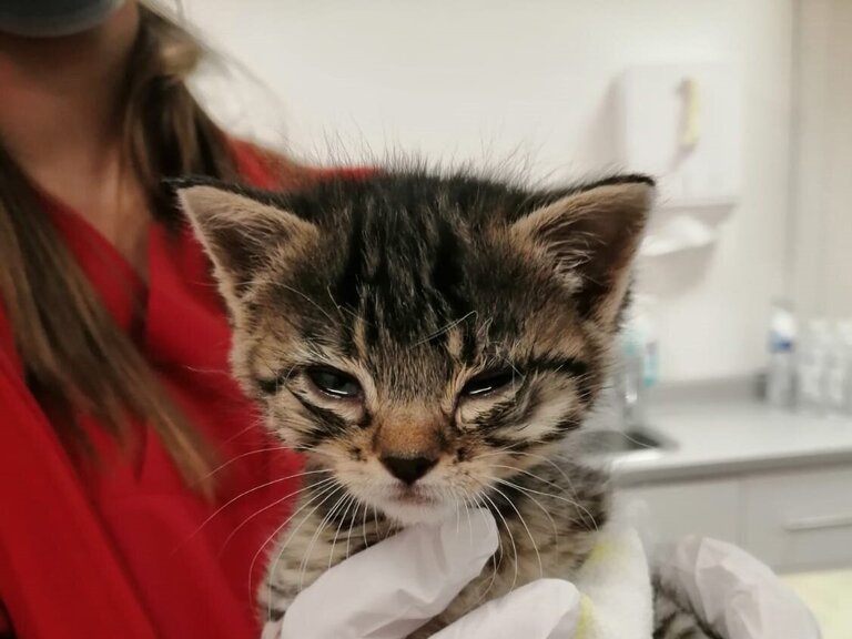 „Elli“, das Kitten einer Straßenkatze, verstarb trotz der Bemühungen von Tierschützern an einer Lungenentzündung. 