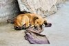 Ein abgemagerter Straßenhund liegt schlafend auf dem Boden