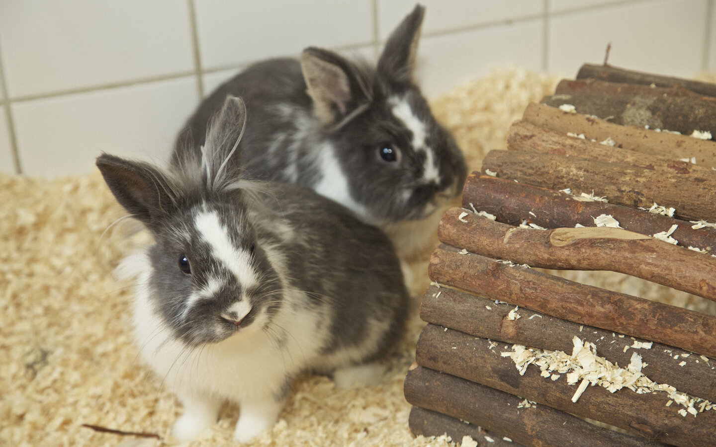 Keeping pet rabbits outside best sale