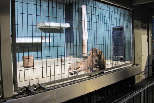 Ein einzelner Löwe liegt in einem Zoogehege hinter Gittern
